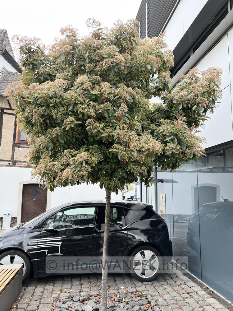 Photinia fraseri Red Robin 03 knospige Bluete 1.jpg